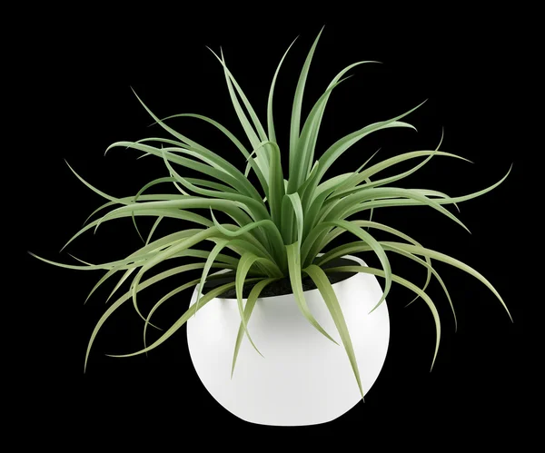 Houseplant in pot isolated on black background — Stock Photo, Image