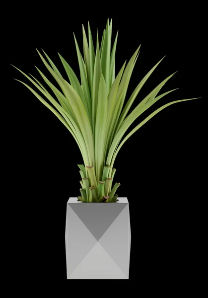 Potted palm tree isolated on black background — Stock Photo, Image