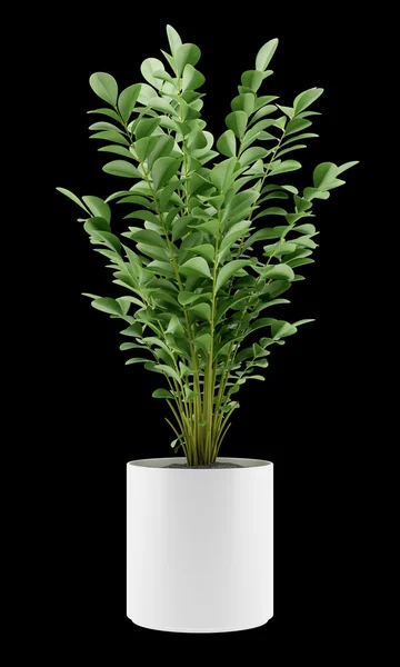 Siyah arka plan üzerine izole tencerede houseplant — Stok fotoğraf