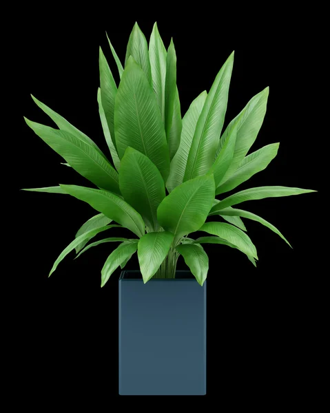 黒の背景に分離された鍋に観葉植物 — ストック写真