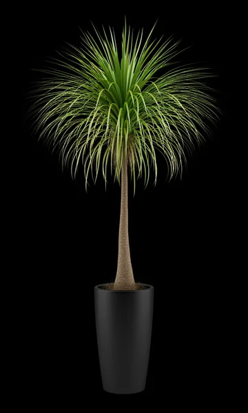 Potted palm tree isolated on black background — Stock Photo, Image