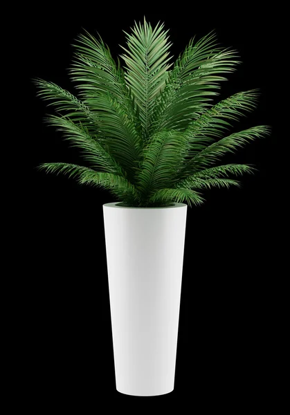 Palmowe drzewo na białym tle na czarnym tle — Zdjęcie stockowe