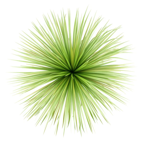 Bovenaanzicht van ingemaakte palmboom geïsoleerd op witte achtergrond — Stockfoto