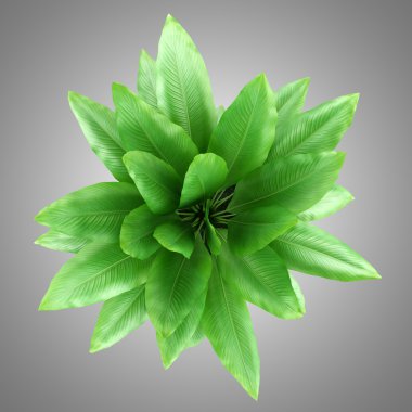 houseplant gri arka plan üzerinde izole tencerede Üstten Görünüm