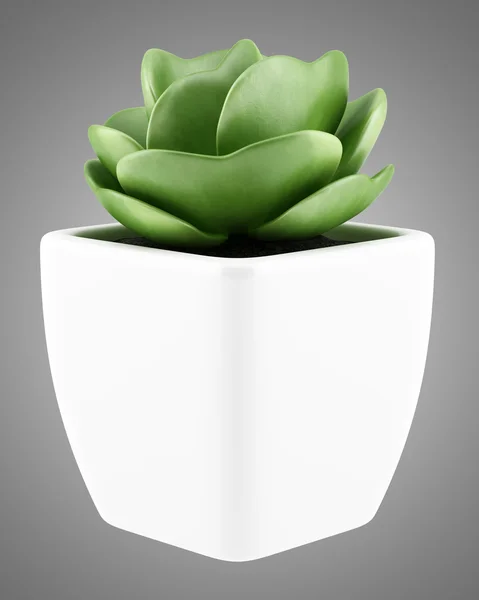 Houseplant in pot isolated on gray background — Stock Photo, Image