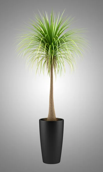 Krukväxt palm tree isolerad på grå bakgrund — Stockfoto