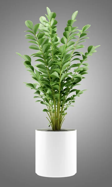 Roślina doniczkowa w puli na białym tle na szarym tle — Zdjęcie stockowe