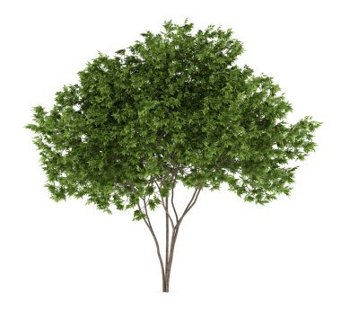 Beyaz arka plan üzerinde izole Mürver ağacı