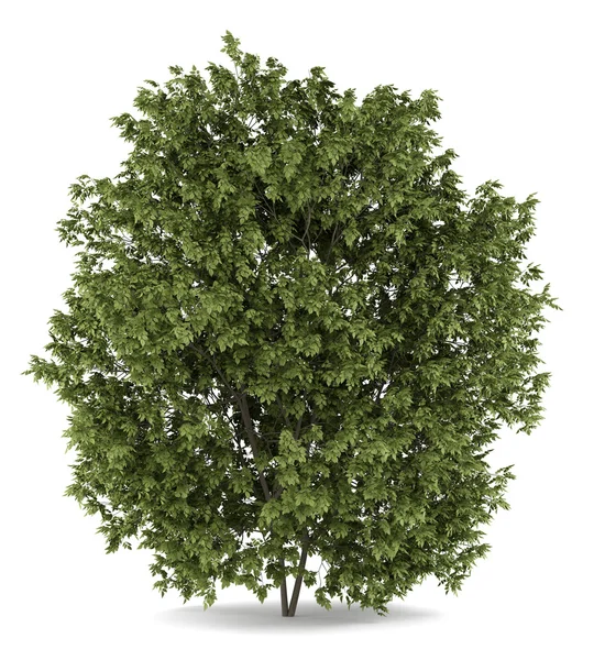 Hackberry δέντρο που απομονώνονται σε λευκό φόντο — Φωτογραφία Αρχείου