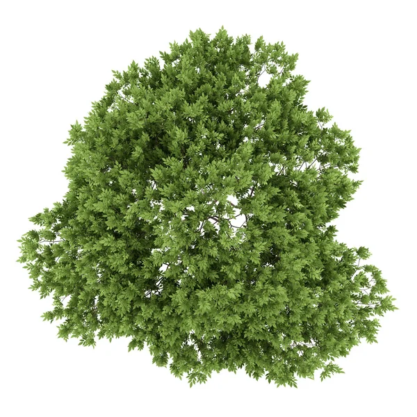 Ansicht von oben Holunderbaum isoliert auf weißem Hintergrund — Stockfoto