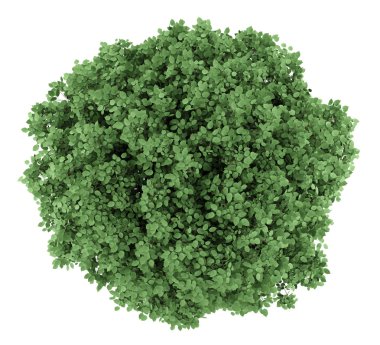 Beyaz arka plan üzerinde izole ortak Gürgen ağacının Üstten Görünüm