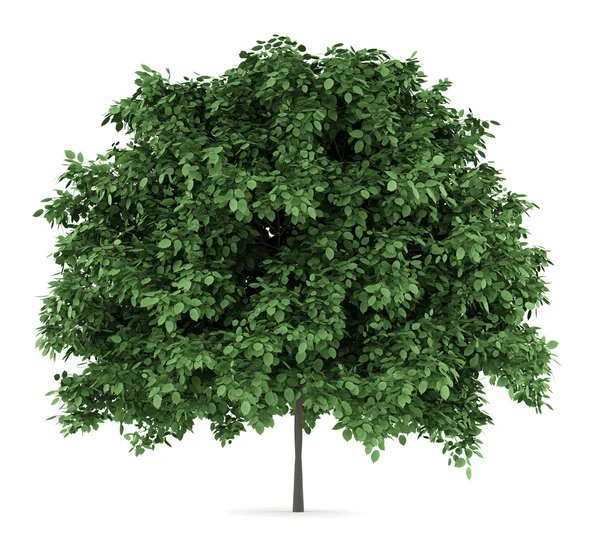 Common hornbeam tree isolated on white background — Stock Photo, Image