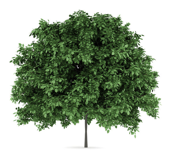 common hornbeam tree isolated on white background