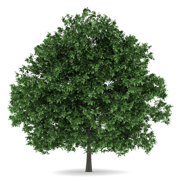 common hornbeam tree isolated on white background