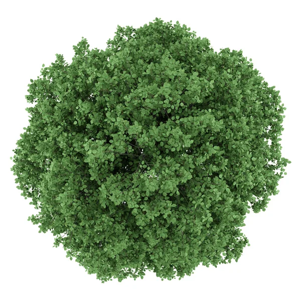 Beyaz arka plan üzerinde izole ortak Gürgen ağacının Üstten Görünüm