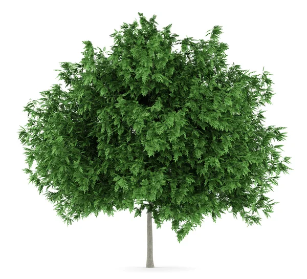 Rowan tree isolerad på vit bakgrund — Stockfoto