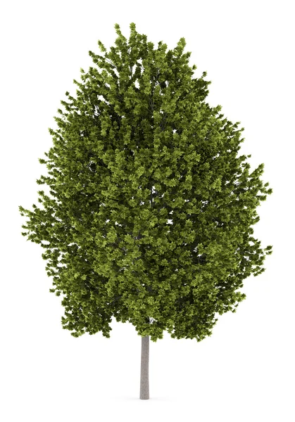 Norway maple tree isolated on white background — Stock Image Norway maple tree isolated on white background Stock Picture