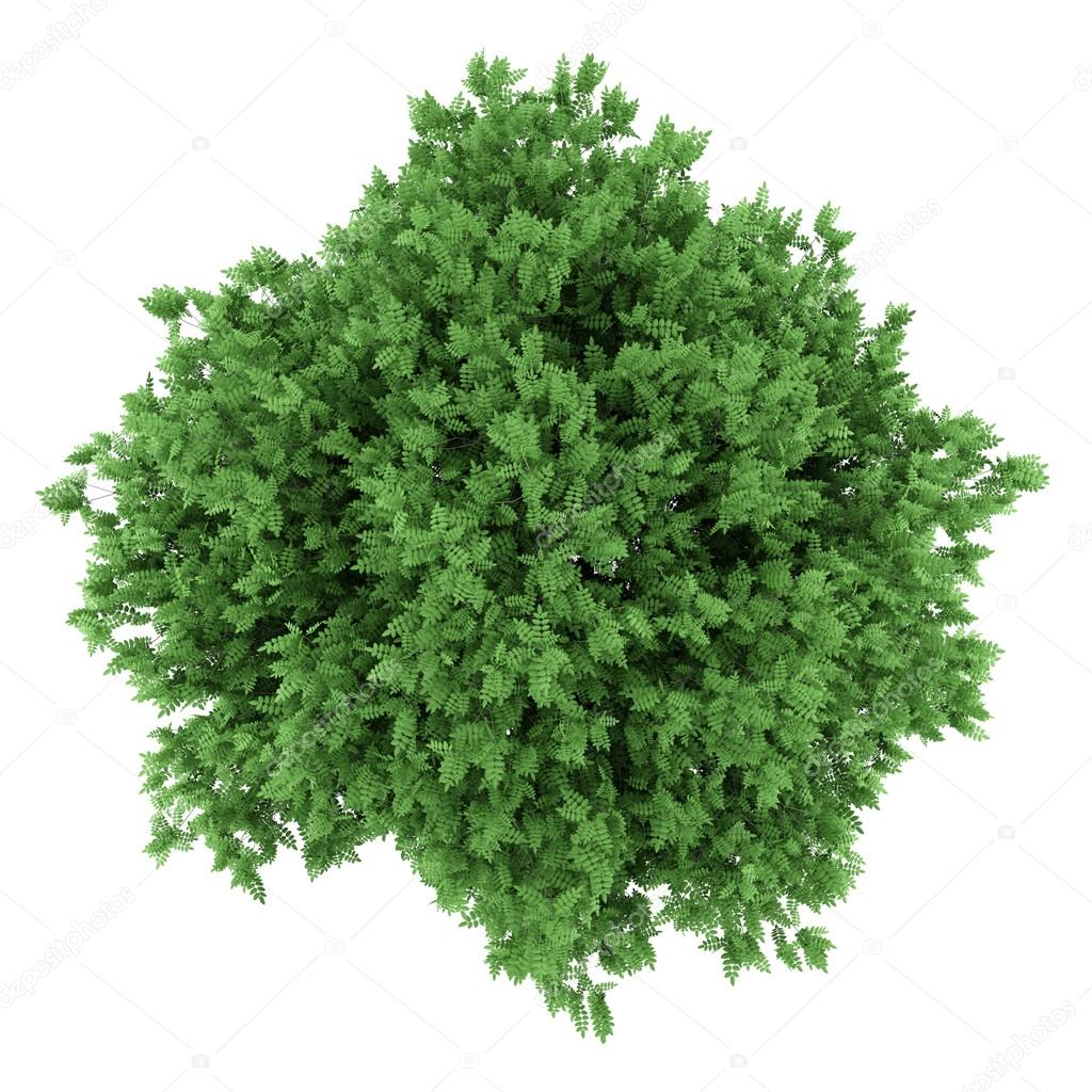 top view of rowan tree isolated on white background