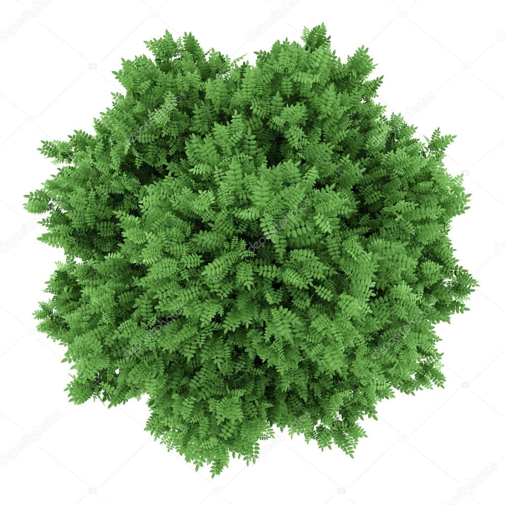 top view of rowan tree isolated on white background