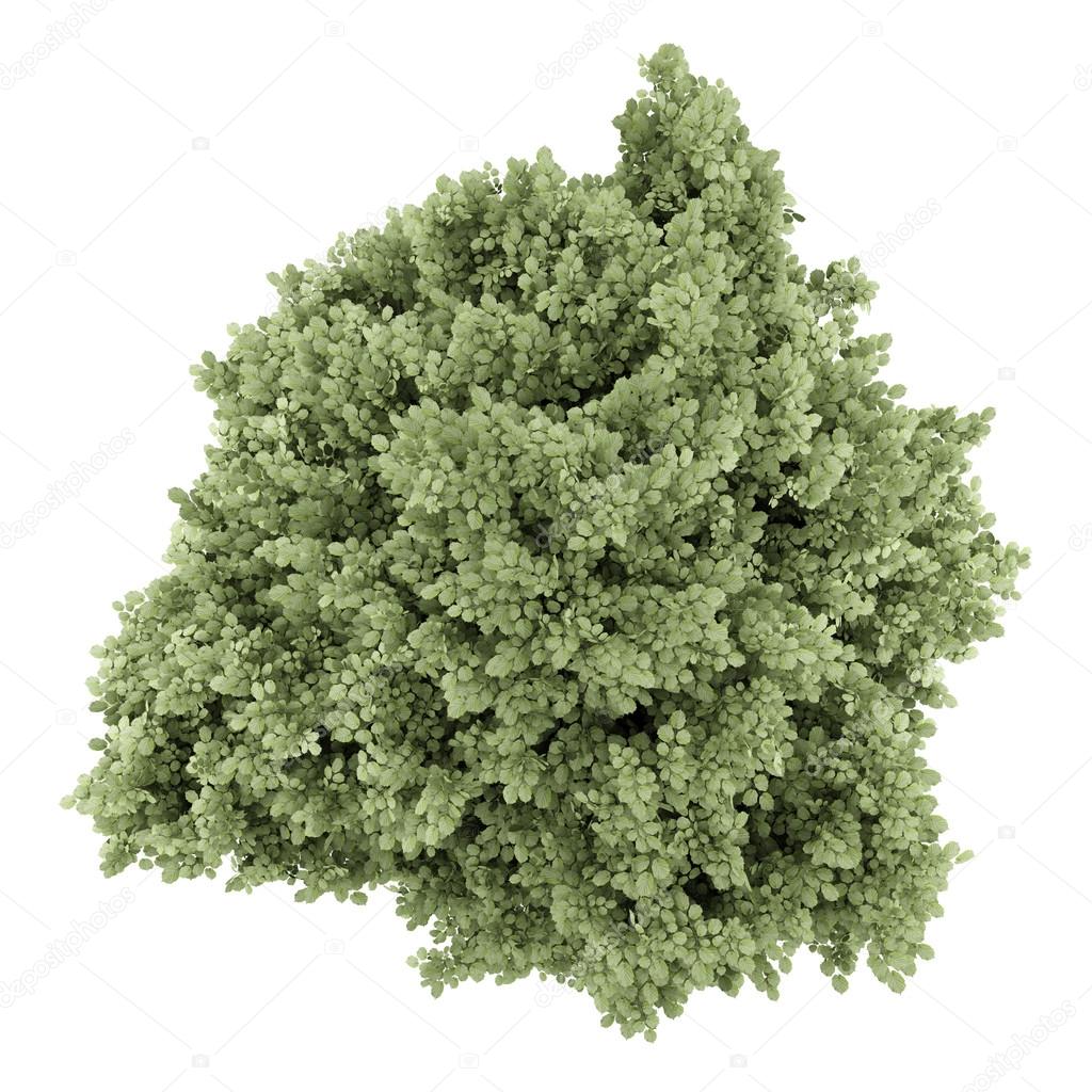 top view of common hazel tree isolated on white background