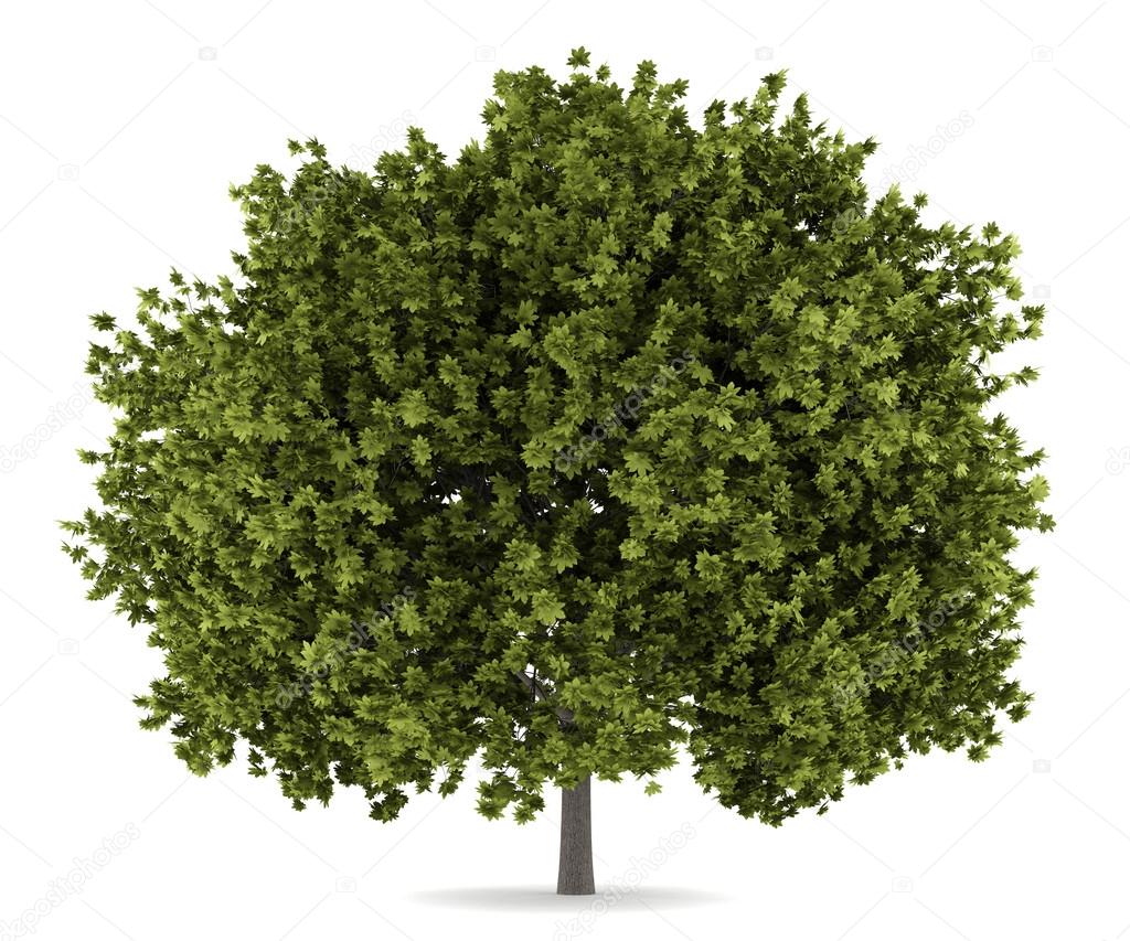 norway maple tree isolated on white background