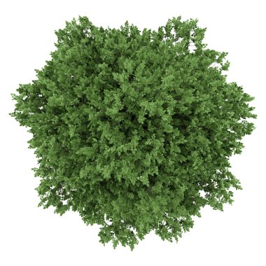 büyük yapraklı ıhlamur ağacı beyaz arka plan üzerinde izole Üstten Görünüm