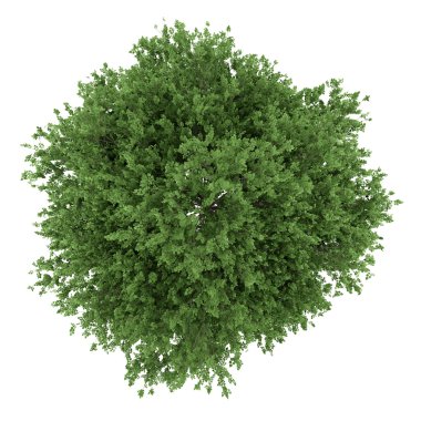 büyük yapraklı ıhlamur ağacı beyaz arka plan üzerinde izole Üstten Görünüm