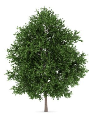 Beyaz arka plan üzerinde izole büyük yapraklı ıhlamur ağacı