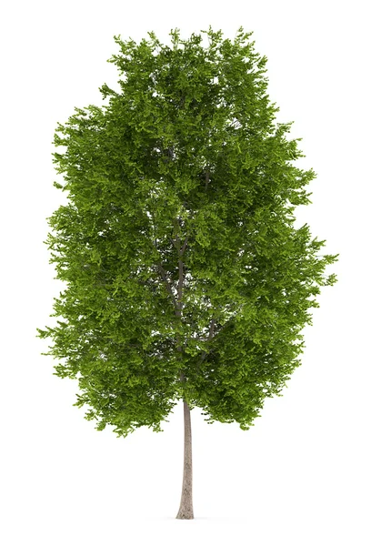 Albero maidenhair isolato su sfondo bianco — Foto Stock