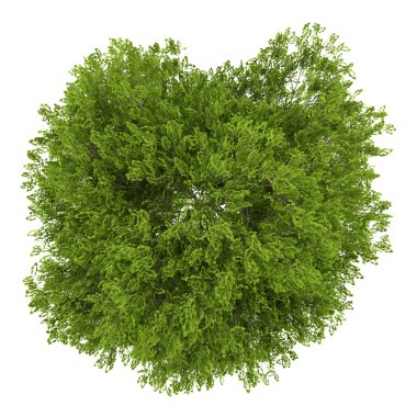 Beyaz arka plan üzerinde izole baldırıkara otu ağacının Üstten Görünüm