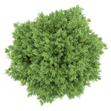 Beyaz arka plan üzerinde izole ortak ceviz ağacının Üstten Görünüm