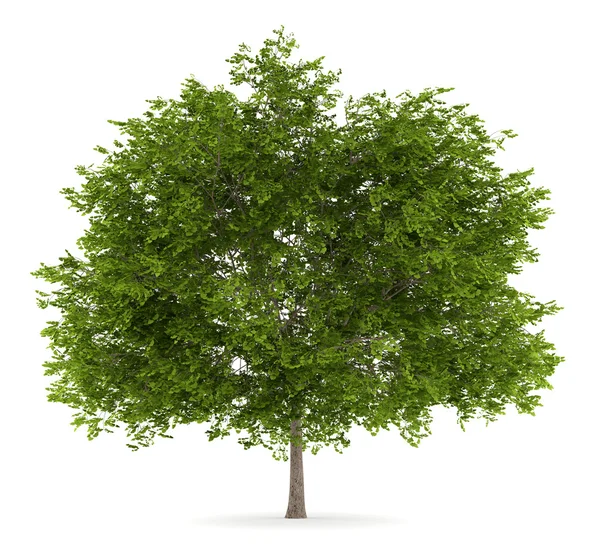 Maidenhair tree isolated on white background — Stock Photo, Image