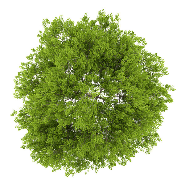 top view of maidenhair tree isolated on white background