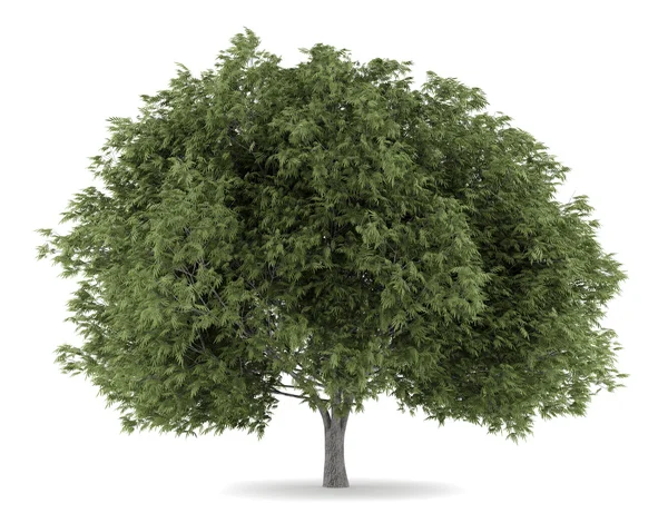 Spleet wilg boom geïsoleerd op witte achtergrond — Stockfoto