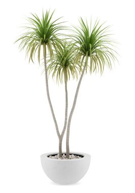Beyaz arka plan üzerinde izole saksı palmiye ağacı