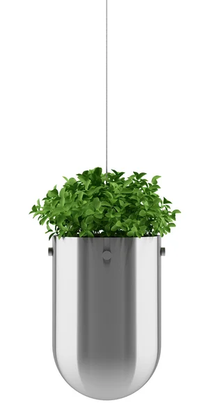 Planten in pot geïsoleerd op een witte achtergrond opknoping — Stockfoto