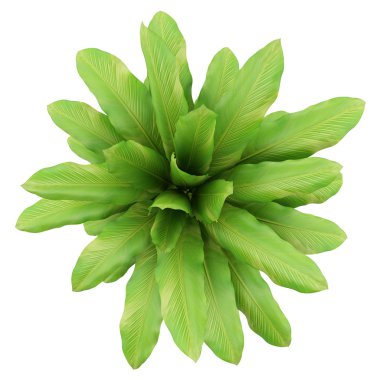 Beyaz arka plan üzerinde izole tencerede houseplant Üstten Görünüm