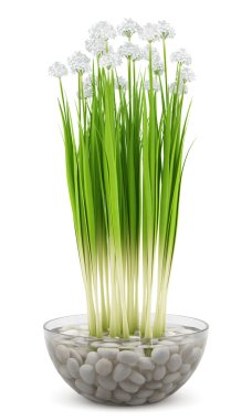 Beyaz arka plan üzerinde izole cam vazoda çiçekler