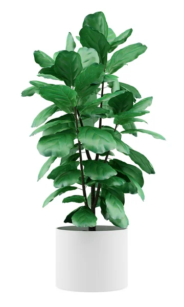 Planta ficus potted isolada no fundo branco — Fotografia de Stock