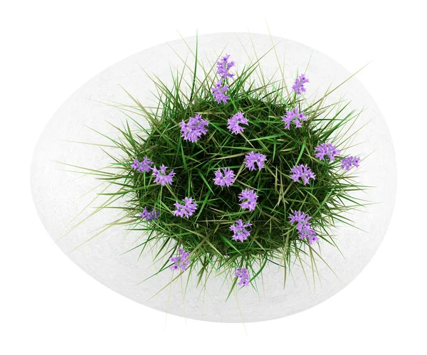 Vista superior de flores con hierba en maceta de hormigón aislado en blanco — Foto de Stock