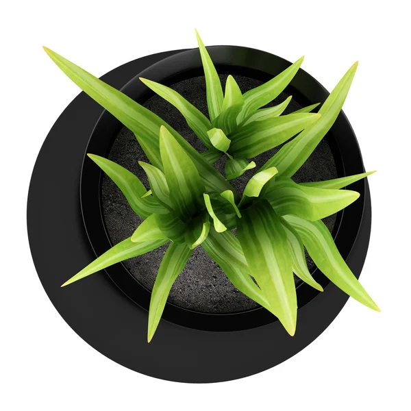 Top view of houseplant in black vase isolated on white backgroun — Stock Photo, Image