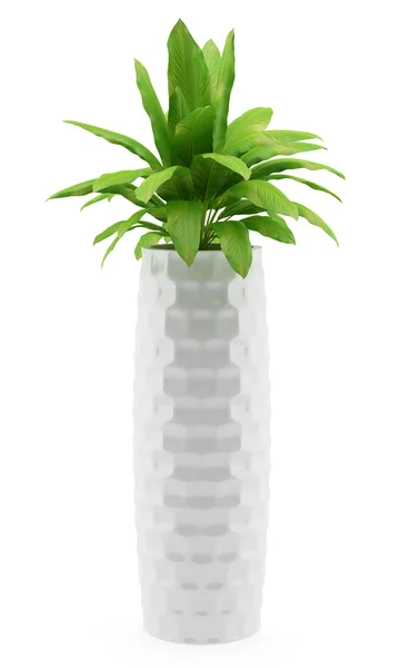 白い背景で隔離の鍋で観葉植物 — ストック写真