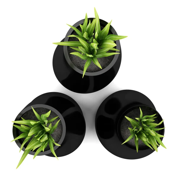 Top view of three houseplants in black vases isolated on white b — Stock Photo, Image