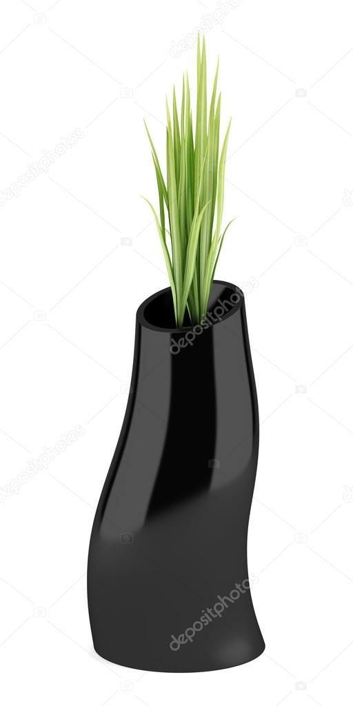 houseplant in black vase isolated on white background