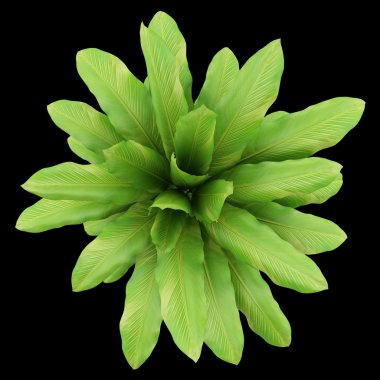 siyah arka plan üzerine izole tencerede houseplant Üstten Görünüm