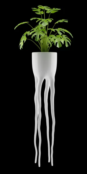 Monsteria plant in pot isolated on black background — Stock Photo, Image