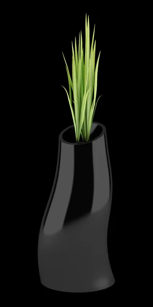 Кімнатна рослина в чорній вазі ізольована на чорному фоні — стокове фото