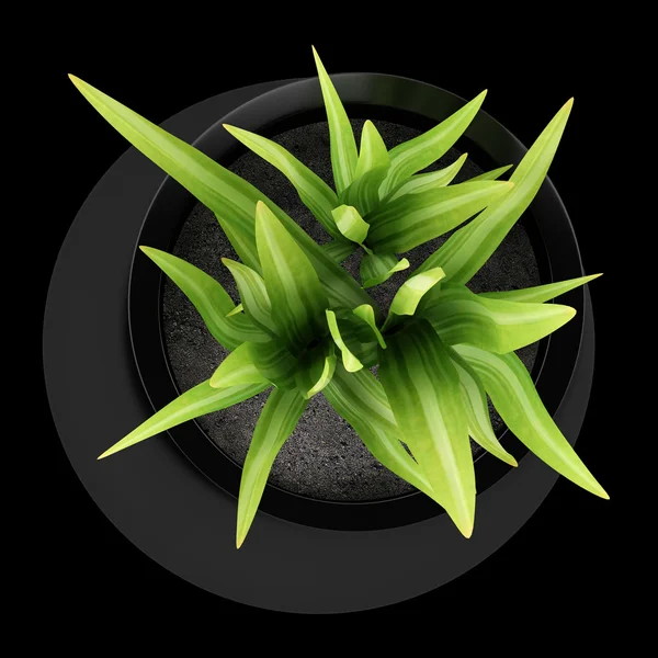 Top view of houseplant in black vase isolated on black backgroun — Stock Photo, Image