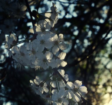 Gün batımında kiraz çiçeği