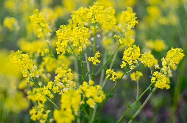 Lichte gele bloem veld — Stockfoto